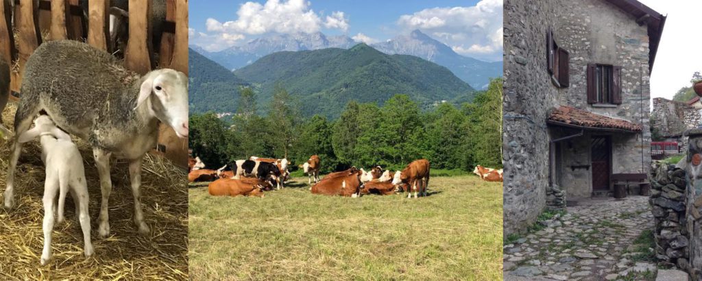 Escursione con visita e approfondimenti presso l’azienda agricola Alpe di Megna, su allevamento bovino e ovicaprino e sui processi di caseificazione.