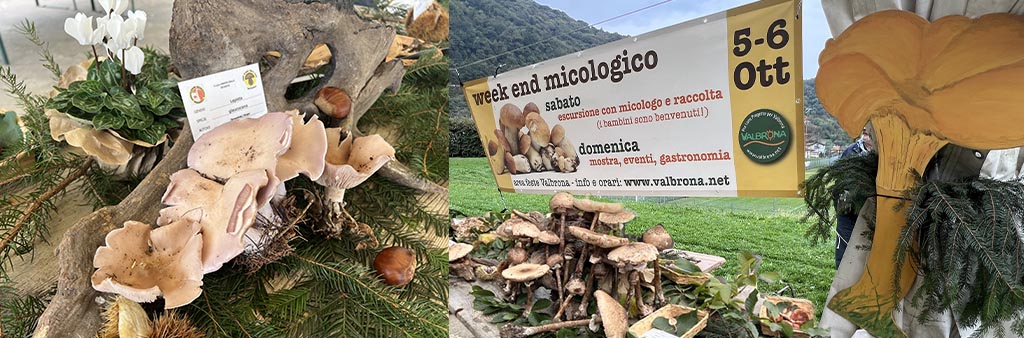 we_micol_banner_eventi_home