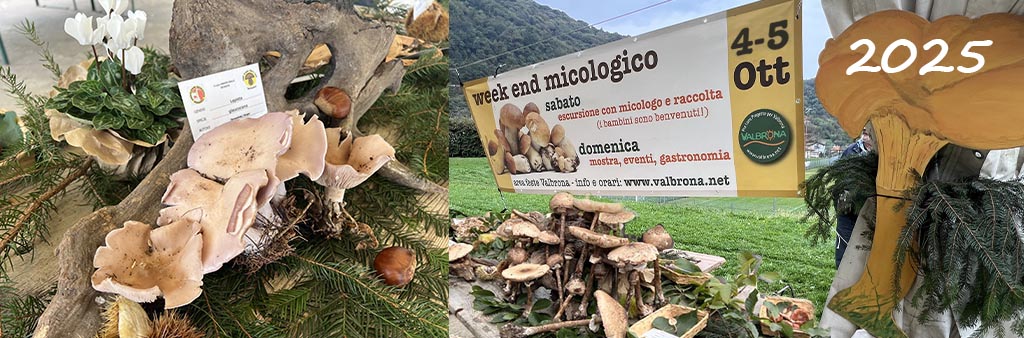 We-micologico_home